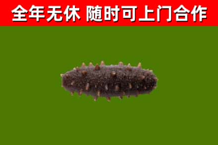 英德市回收海参干